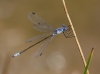 J16_1957 Lestes macrostigma male